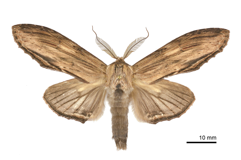 Rachia lineata Male